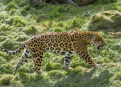 Chester Zoo
 Hero