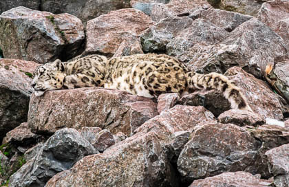 South Lakeland Zoo
 Hero