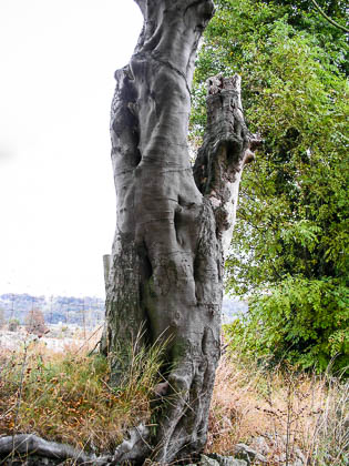 Images of Fauna
 Hero