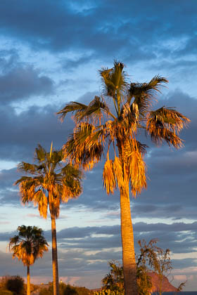 Images of Fauna
 Hero