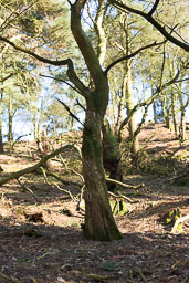 Trees
 Hero