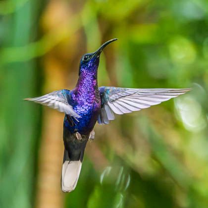 Images of Wildlife
 Hero