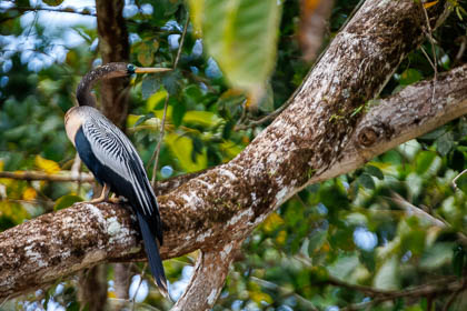 Images of Wildlife
 Hero