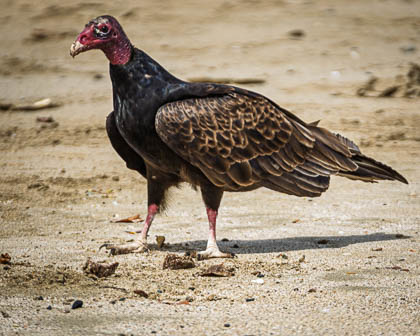 Images of Wildlife
 Hero