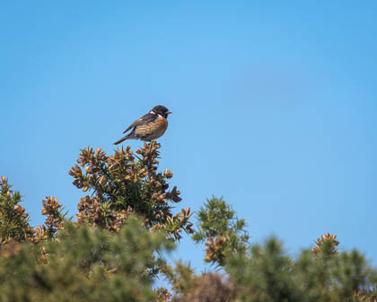 Images of Wildlife
 Hero