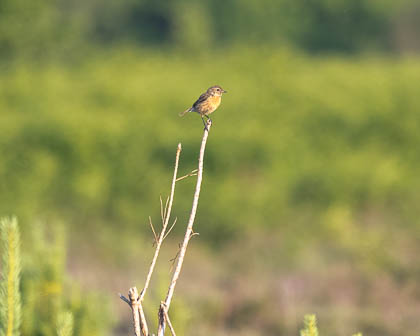 Images of Wildlife
 Hero