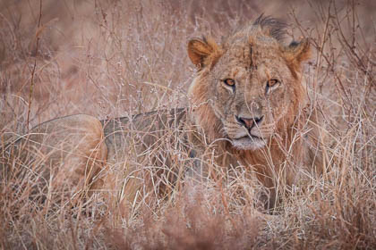 Images of Wildlife
 Hero