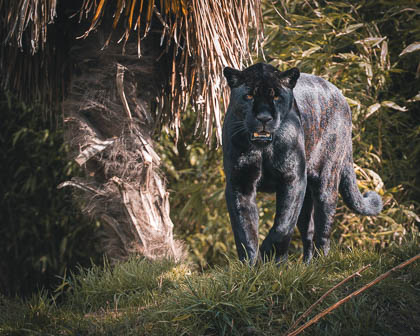 Creative Edits
 Hero