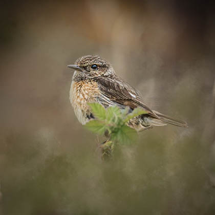 Creative Edits
 Hero